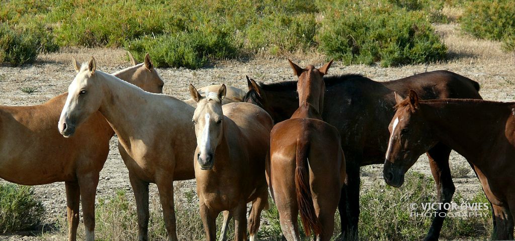 Donana - Caballos